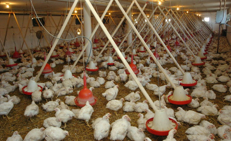 У Србију стижу пилићи храњени ГМО?