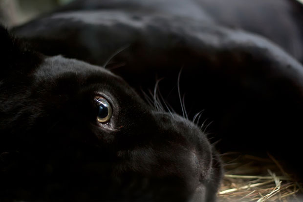 ШКОТСКА ПОЛИЦИЈА: Чувајте се црног пантера!