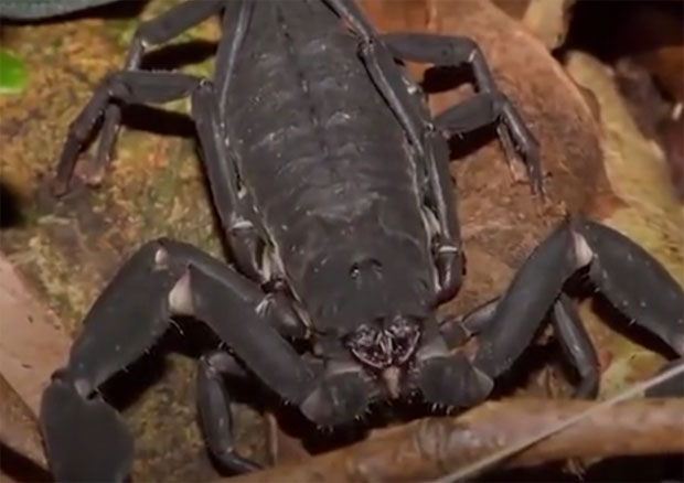  ОТРОВ ВРЕДАН МИЛИОНЕ: Ово је најскупља течност на свету (ВИДЕО)