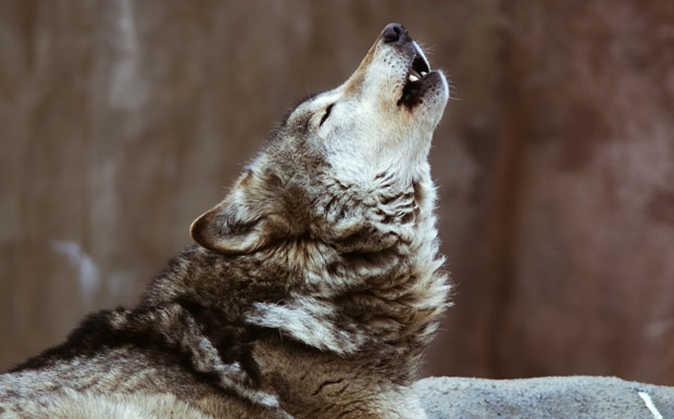 ИНИЦИЈАТИВА У НЕМАЧКОЈ: Шта ћемо са вуковима?