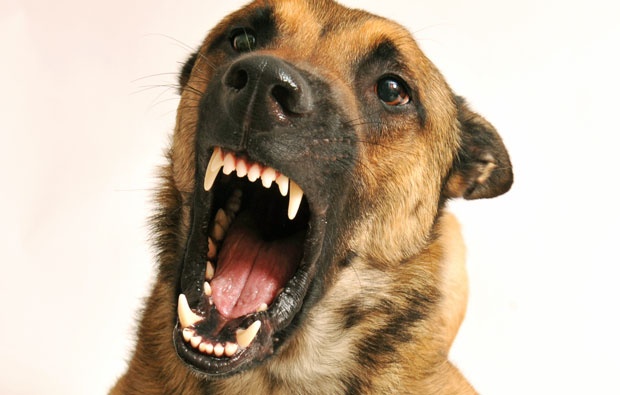 УЖАС У ЗЕНИЦИ: Пас луталица напао дечака и одгризао му део пениса