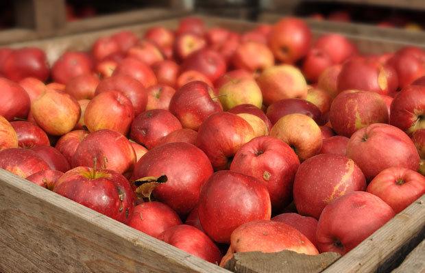 Пореска управа: Наставак акције сузбијања нелегалног извоза воћа