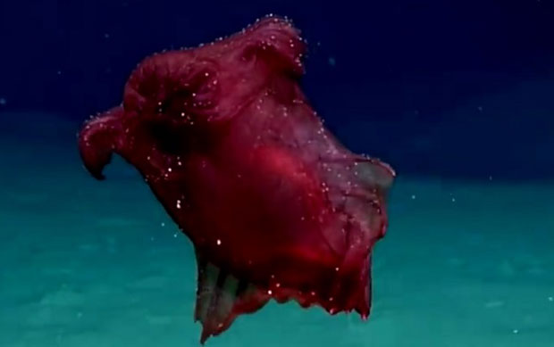 ЧУДО ИЗ МОРСКИХ ДУБИНА: Снимљено “пиле без главе”, одбацује органе да уплаши грабљивице (ВИДЕО)