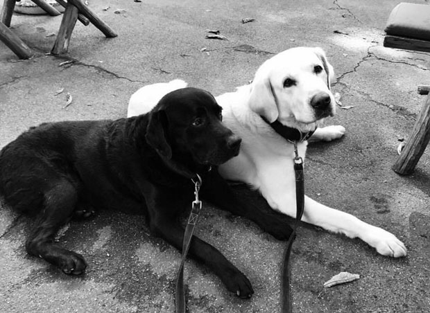 Ових 10 паса делују на људе као антистрес терапија