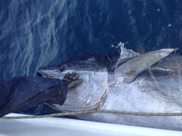 ФОТО: Хрват уловио туну капиталца вредну скоро 5.000 евра 