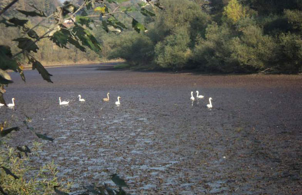 Коров прекрио језеро Старачу