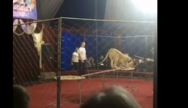 ХОРОР У ЦИРКУСУ: Девојчица махала заставицом, а онда је приметила лавица (ВИДЕО)