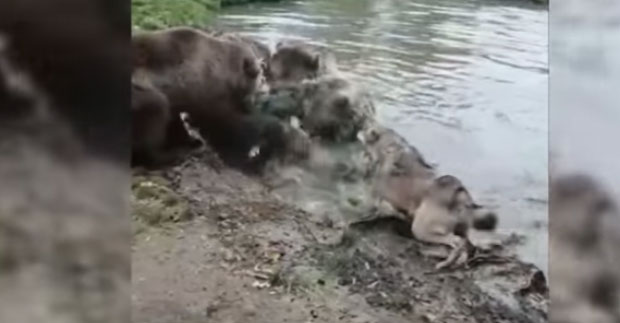 БРУТАЛНА СЦЕНА У ЗОО ВРТУ: Медведи растргли вучицу пред шокираном децом (ВИДЕО)