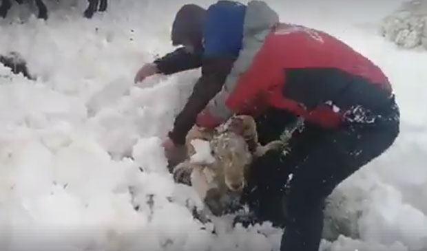 СНЕГ У ШПАНИЈИ, НЕВЕРОВАТНИ СНИМЦИ спасавања оваца ОБИШЛИ СУ СВЕТ!  (ВИДЕО) 