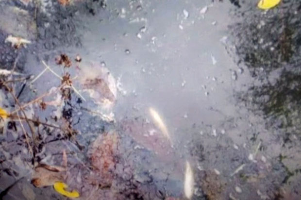 Помор рибе брине домаћине