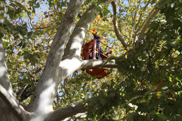 ЗАШТИТНИ ЗНАК ГРАДА: Преживели требињски платани! 