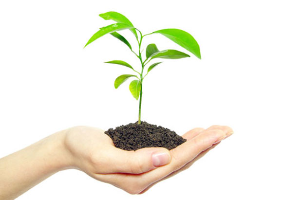 Одаберите најбоље биљке за ваш дом