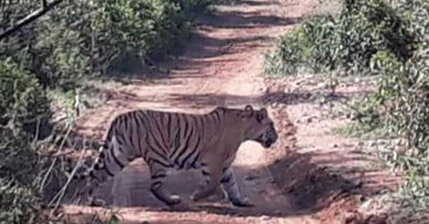 ТРАКТОРОМ ГА ГАЗИЛИ ДО СМРТИ: Убијен још један тигар због напада