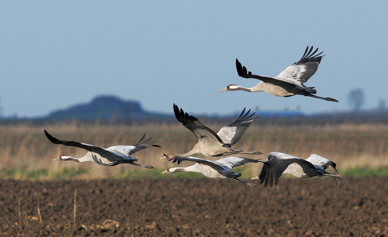 Пожари уништавају и станишта птица