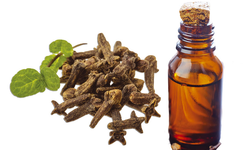 Каранфилић ублажава зубобољу, астму и бронхитис