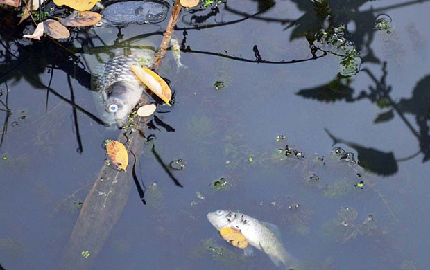 ЗАГАЂЕЊЕ АУТОХТОНЕ ВОЈВОЂАНСКЕ РЕКЕ: Помор рибе у Криваји