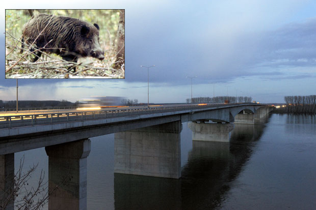 Ланчани судар после Пупиновог моста због дивље свиње
