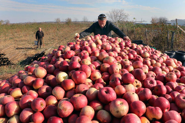ВОЋАРИ ОЧАЈНИ: Килограм јабука само три динара