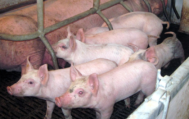 Сад куга одлаже долазак Тениса?