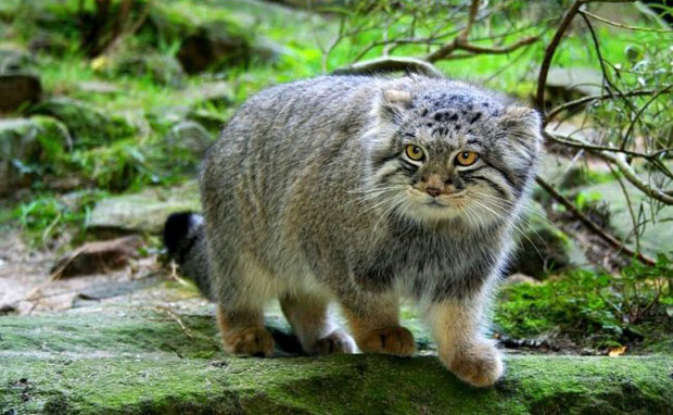 УГРОЖЕНЕ ВРСТЕ: Длакави самотњаци  