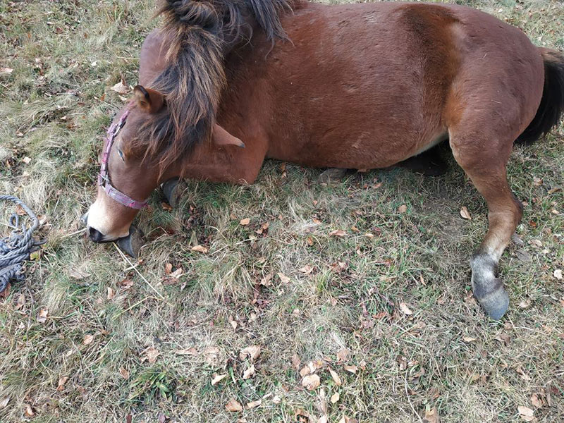 Комшија пушком убио кобилу Цвету