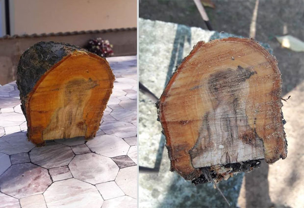 ФЕНОМЕН:Богородица у стаблу кајсије! (ФОТО)