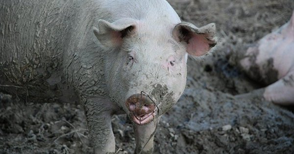 СТРАХ ОД СВИЊА: Забрањена сланина пореметила вежбе НАТО-а

