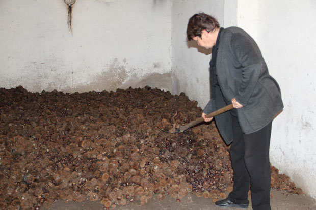 Собински коштани баш посебног укуса