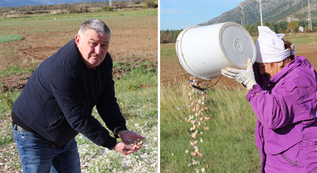 Херцеговачки чесан има своје тржиште