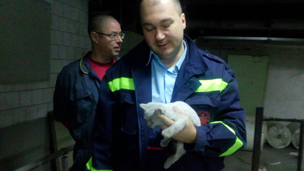 АКЦИЈА СПАСАВАЊА У ШТАМПАРИЈИ: Радници избавили заглављену мачку (ФОТО+ВИДЕО)