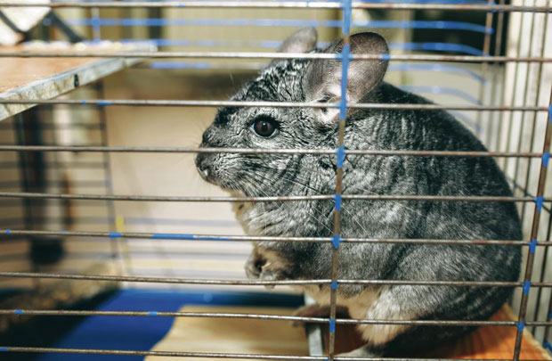 ПРОТЕСТ У БЕОГРАДУ: Марш за забрану узгоја животиња ради производње крзна