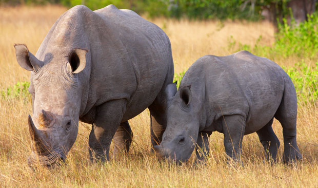 Хонг Конг: Отказана аукција предмета од рогова носорога