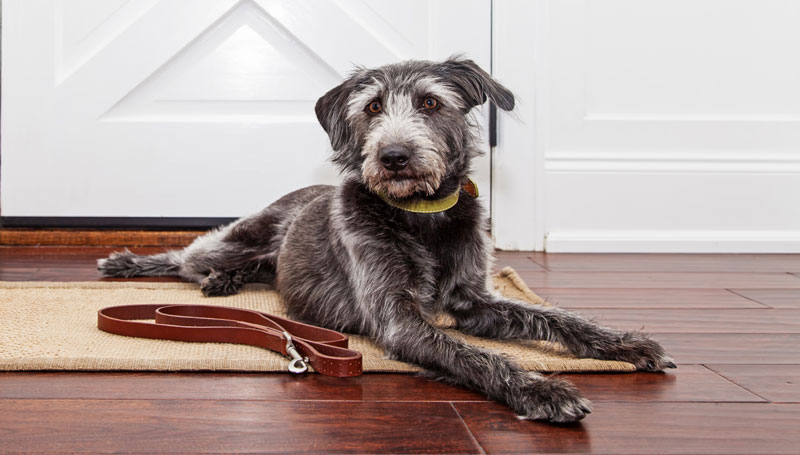 Љубимцима отворена врата у шалтер салама можда већ од децембра