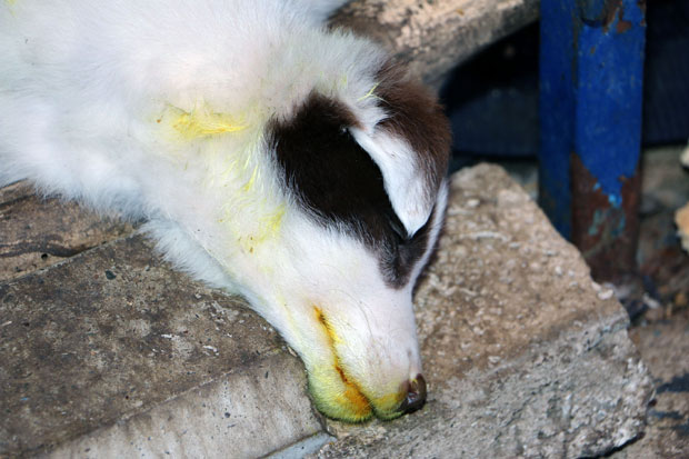 ОТРОВАНИ ПСИ У СМЕДЕРЕВУ: Луталицама у храну убацили смртоносан инсектицид