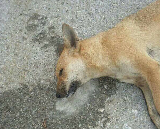 УЗНЕМИРУЈУЋА ФОТОГРАФИЈА КРУЖИ ДРУШТВЕНИМ МРЕЖАМА: Отровани пси у Крушевцу?