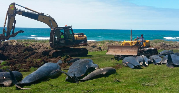  Угинуо 51 кит након што су се насукали код Чатамских острва (ВИДЕО)
