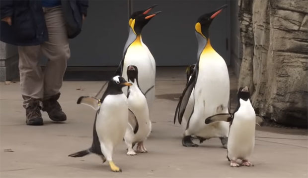 Парада пингвина отказана због неуобичајено топлог времена