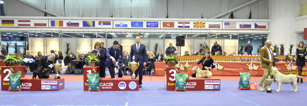 Тријумф ласа апсо из Италије