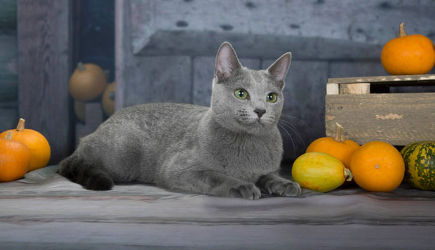 Анђели из Архангелска