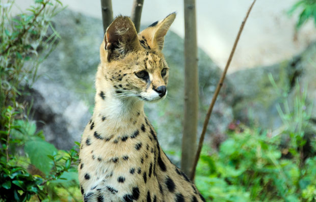 Дружељубиви сервал