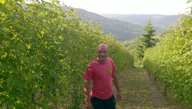 МАЛИНA САМО ЗA СЕКИРАЦИЈУ: Воћаре изиграла хладњача?