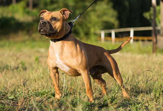 Паланчани траже стафорда који је напао дете