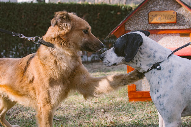 Акција удомљавања незбринутих животиња ове суботе у Београду