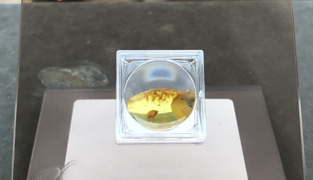 ШПИЈУНКА: Ћилибар на дар
