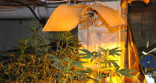 ТРИ ПУТА ОСУЂИВАН, А САДА ПОНОВО ПРЕД СУДОМ: 27-годишњак производио марихуану у кућној лабораторији (ФОТО)