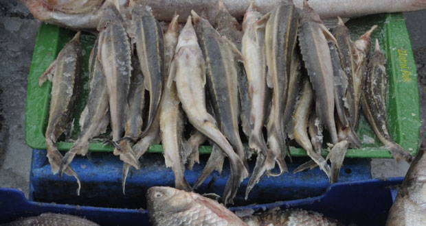 Од Нове године забрањен риболов кечиге у Србији