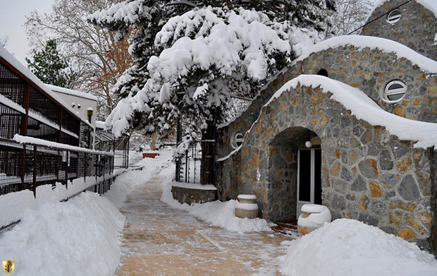 ЗИМА У БЕО ЗОО ВРТУ: Животиње су на безбедном