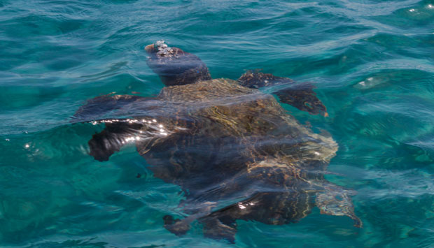 ИНВАЗИЈА НА ЗАКИНТОСУ: Рекордан број гнезда главатих корњача