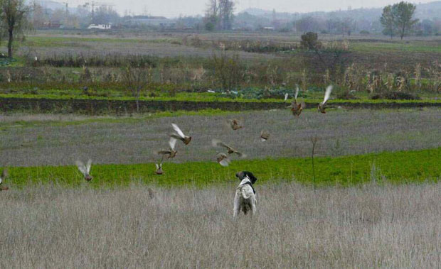 Село Лалинац светски рај за тренирање паса