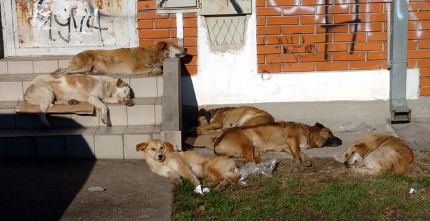 У Подгорици угинуло више напуштених животиња: Гладни пси се клали међусобно!